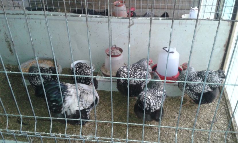  - Wyandotte-Argintiu2017