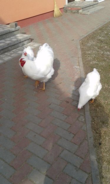  - Wyandotte alb 2017