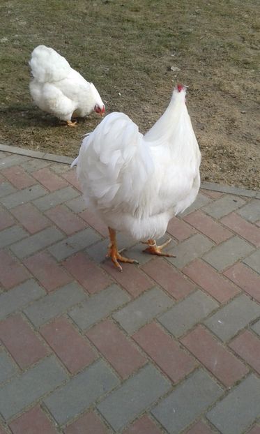  - Wyandotte alb 2017