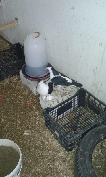  - LAHORI PORUMBEI-2017