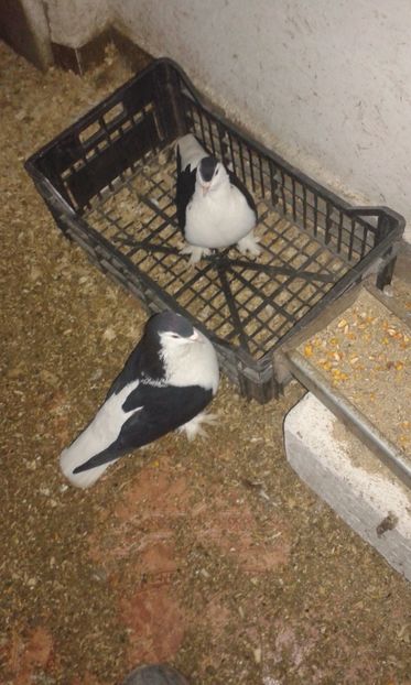  - LAHORI PORUMBEI-2017