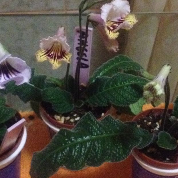 image - streptocarpusi 2017