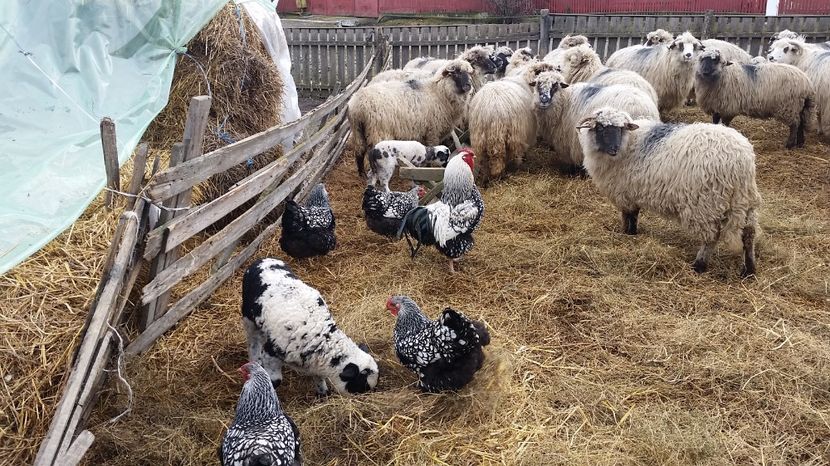  - Wyandotte Argintiu