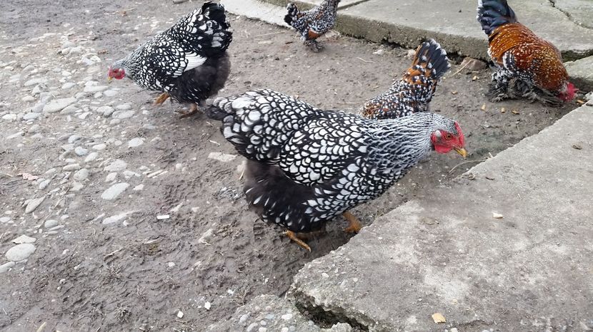  - Wyandotte Argintiu