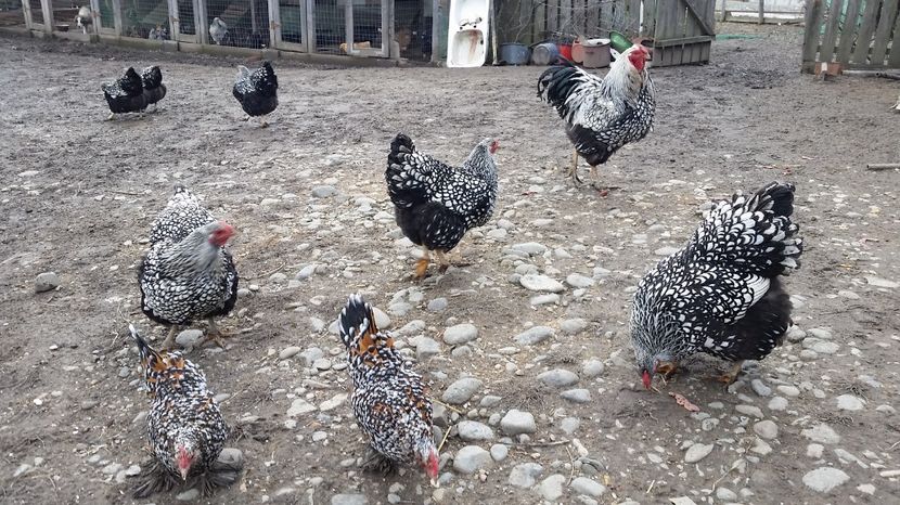  - Wyandotte Argintiu