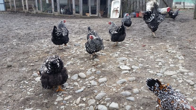  - Wyandotte Argintiu