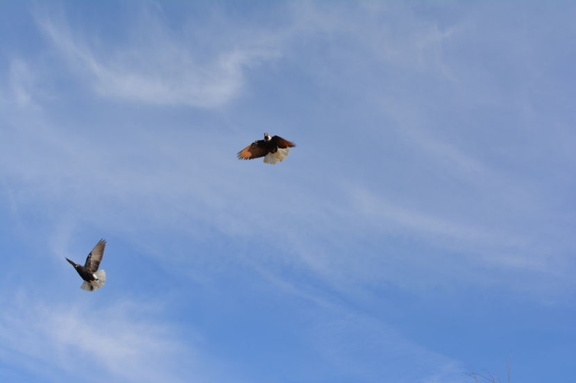 codalbi romanesti - Cafenii