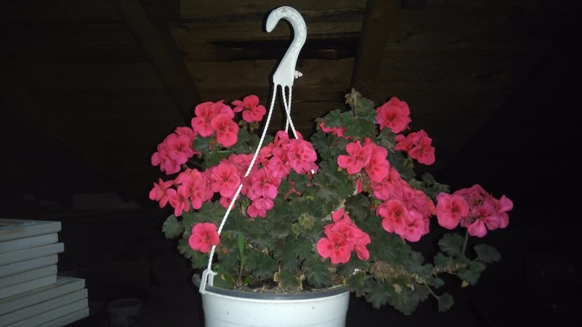  - Plante de interior