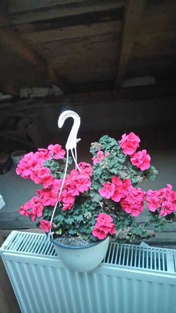  - Plante de interior
