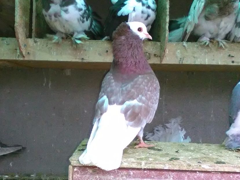 Vindut - Porumbei vanduti