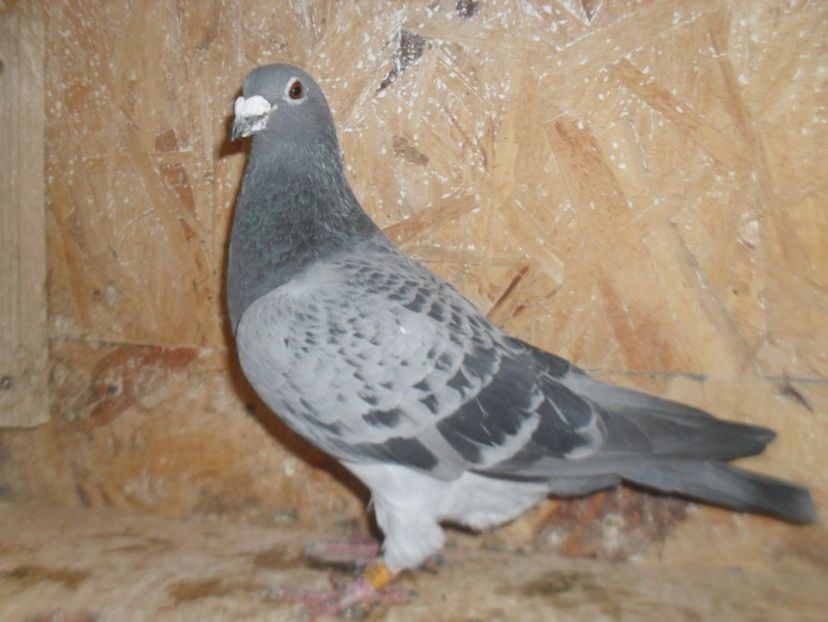 108161476_YOYECMC - Femele-2014