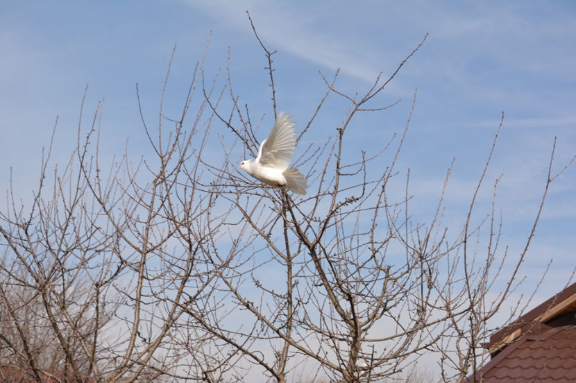 fele pe argintiu - Jucatori de Kiskunfelegyhaza