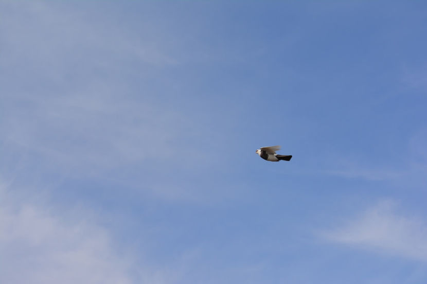 fele pe ciocolatiu - Jucatori de Kiskunfelegyhaza