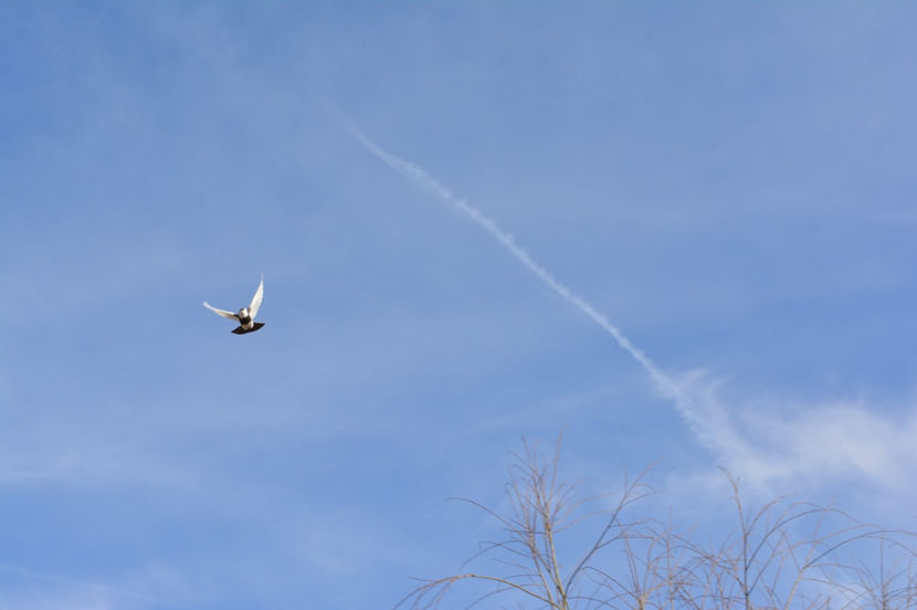 fele pe negru - Jucatori de Kiskunfelegyhaza