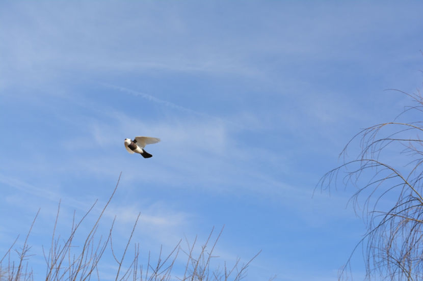 ... - Jucatori de Kiskunfelegyhaza