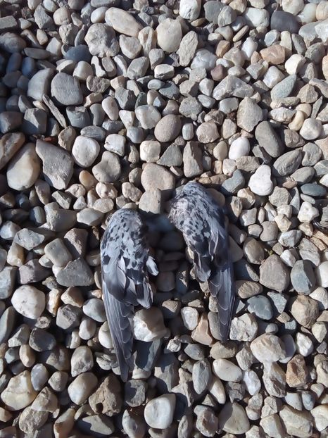  - Mai sunt si pierderi