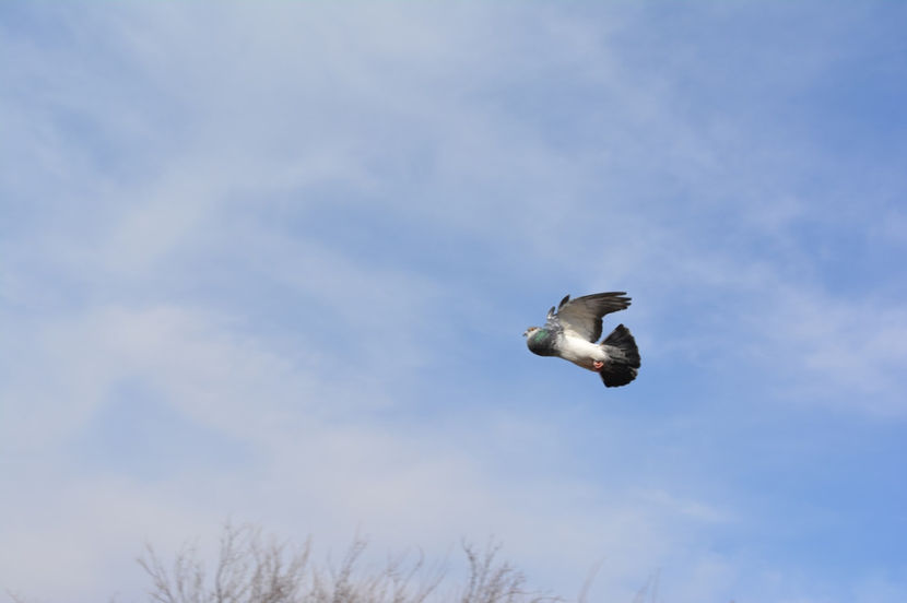 inca o femela - Gusati Horseman