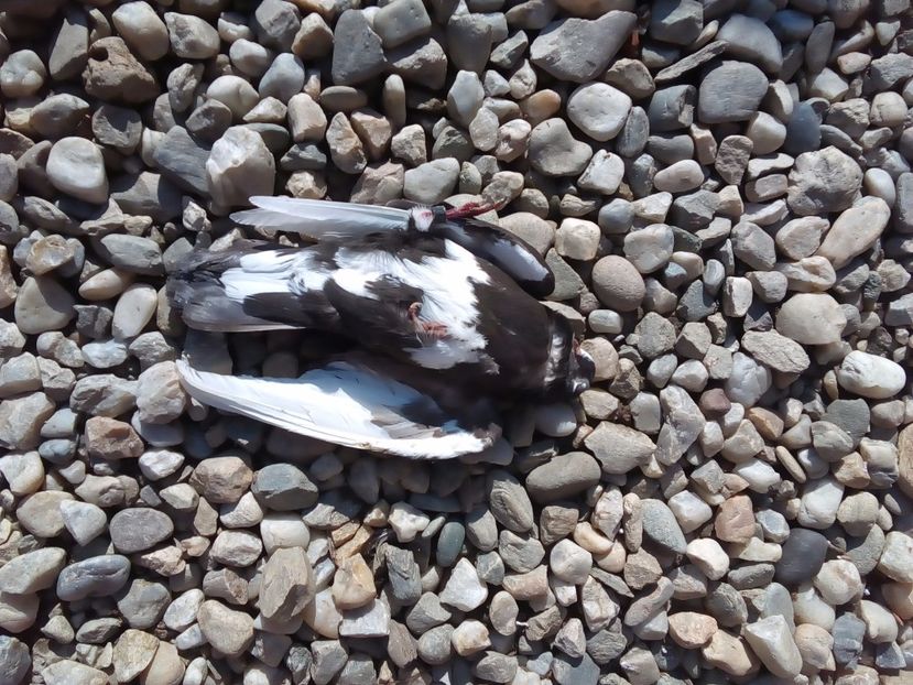  - Mai sunt si pierderi