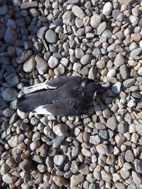  - Mai sunt si pierderi