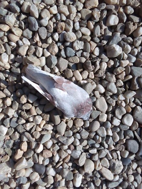  - Mai sunt si pierderi