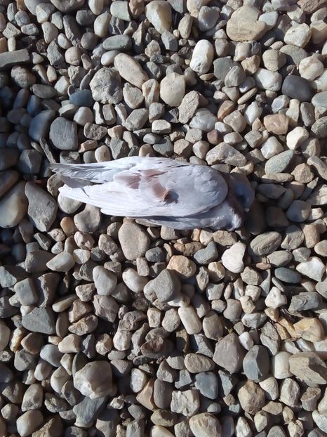  - Mai sunt si pierderi