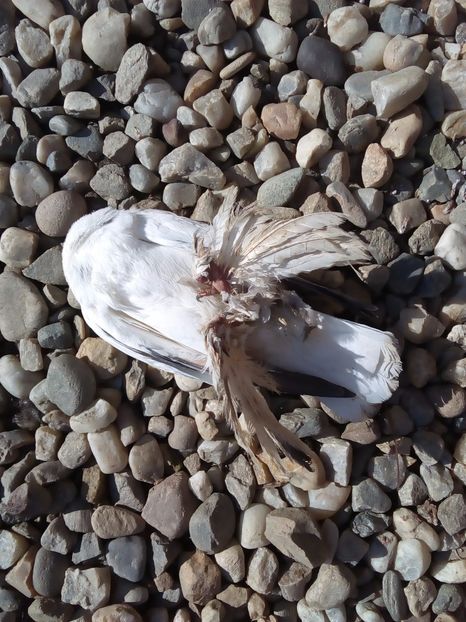  - Mai sunt si pierderi