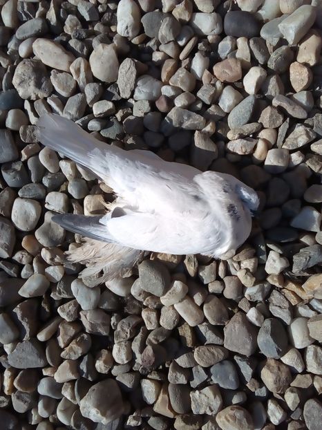  - Mai sunt si pierderi