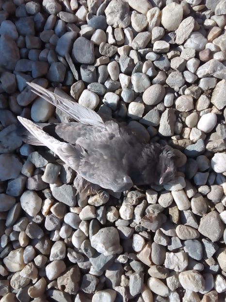  - Mai sunt si pierderi