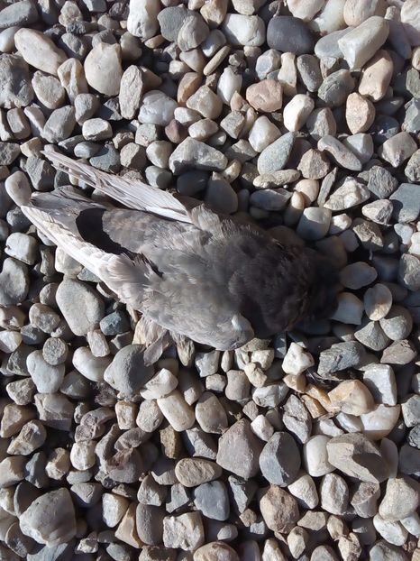  - Mai sunt si pierderi