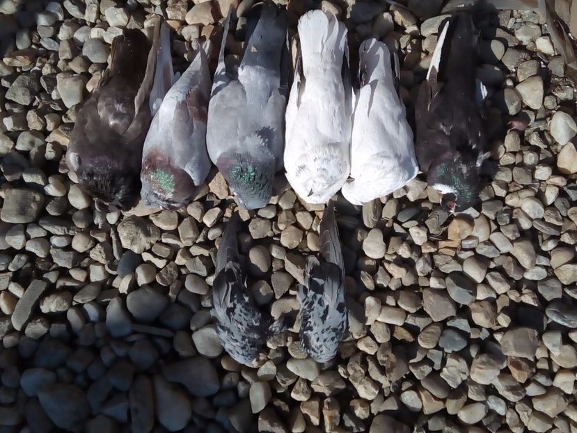  - Mai sunt si pierderi