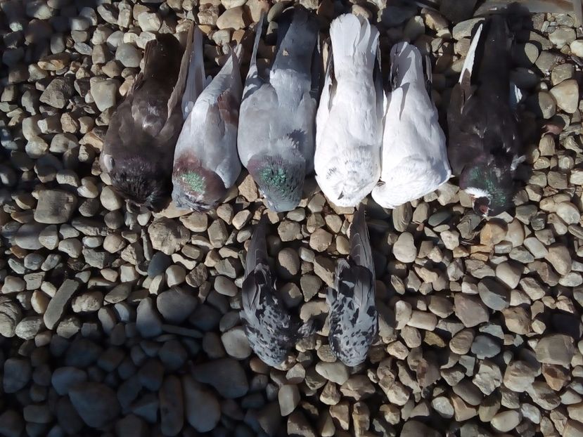  - Mai sunt si pierderi