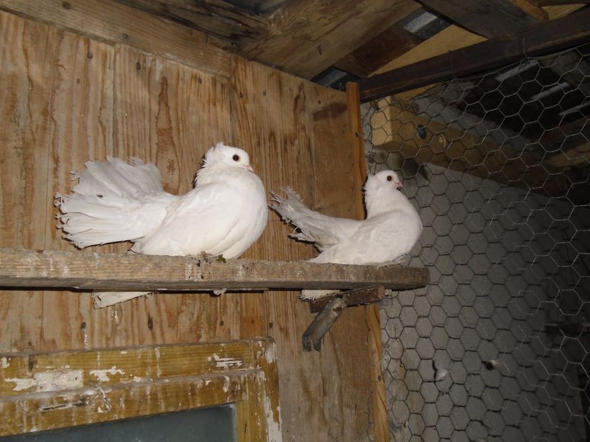 CIMG8747 - f siberieni