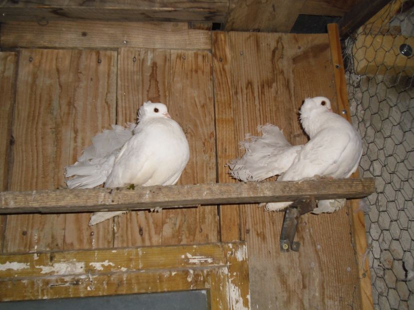 CIMG8748 - f siberieni