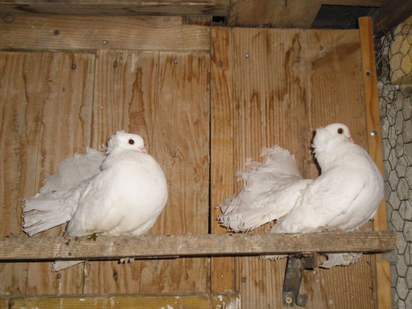 CIMG8751 - f siberieni