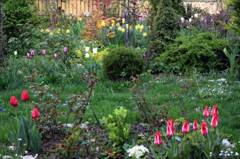 Aprilie 2016 - Z_FAVORITELE gradinii mele