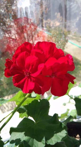 prima floare pe 2017 - FLORI 2018