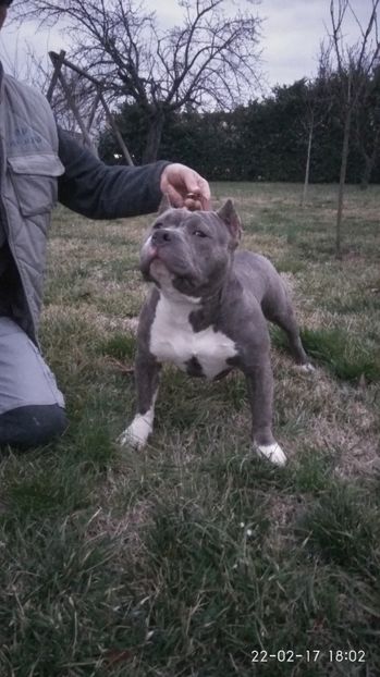  - HERA American Bully