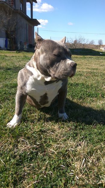  - HERA American Bully