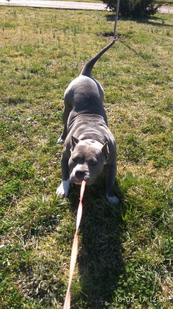  - HERA American Bully