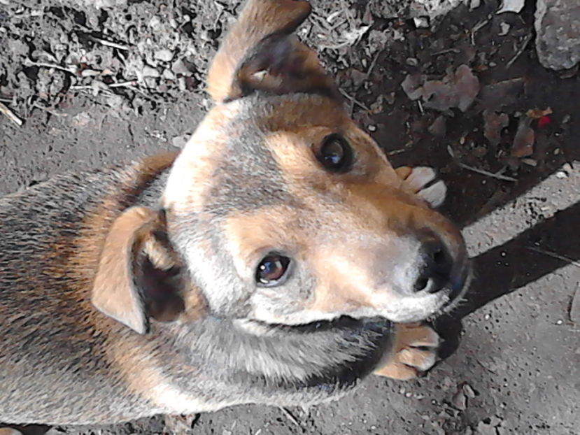 catelul meu - Paza curtii