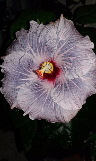  - Hibiscus Calm Ocean