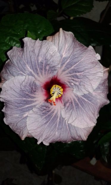  - Hibiscus Calm Ocean