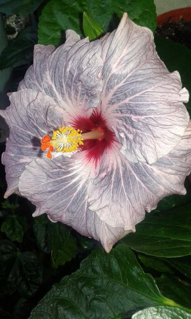  - Hibiscus Calm Ocean