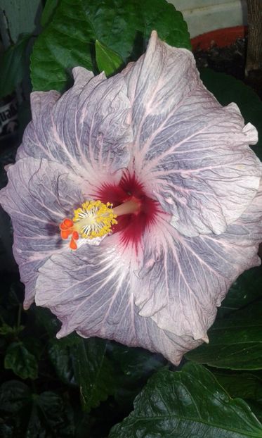  - Hibiscus Calm Ocean