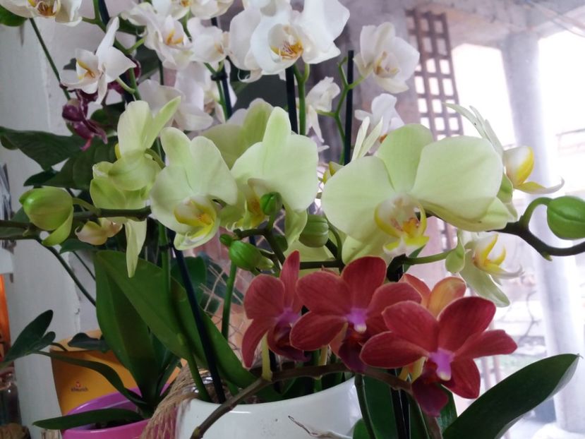  - Orhidee