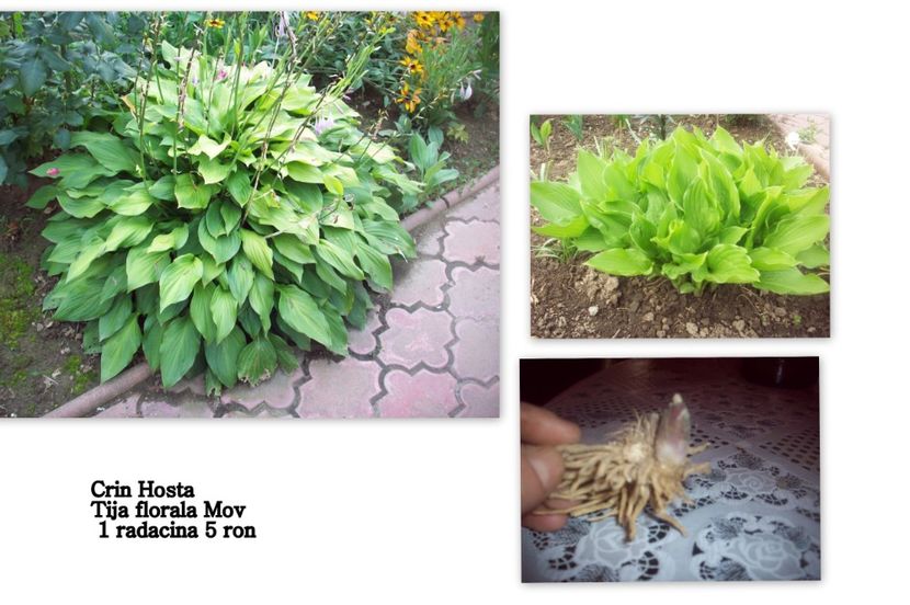 FLO7 - Crini Hosta de vanzare