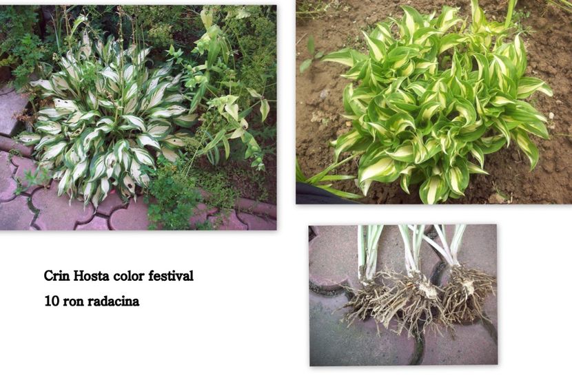 FLO8 - Crini Hosta de vanzare
