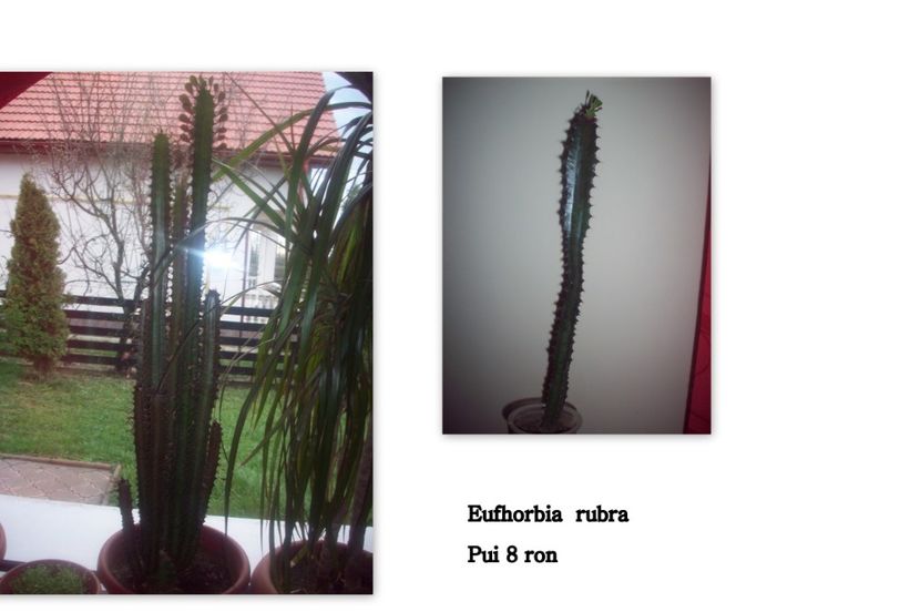 FLO12 - Euphorbia rubra