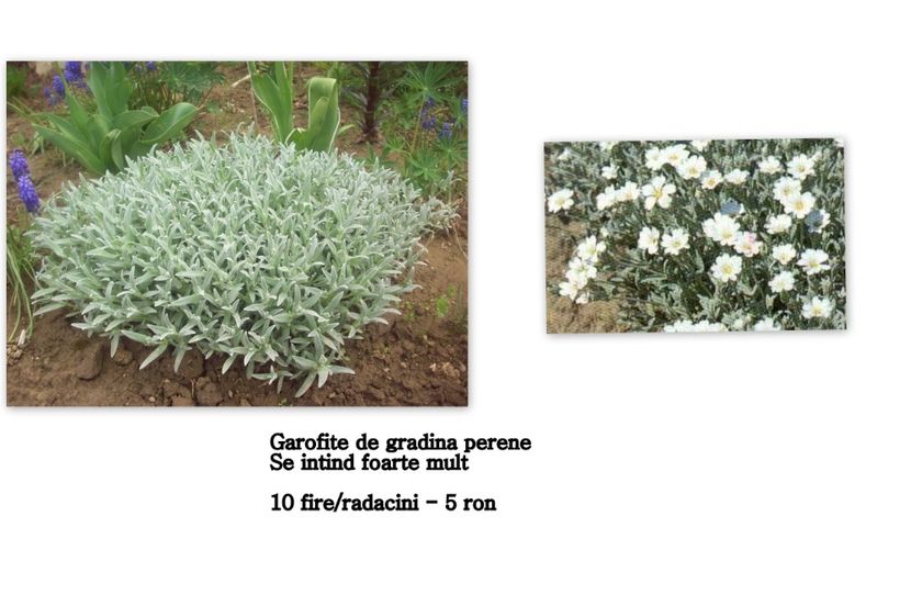 garofite - Garofite cerastium-tomentosum