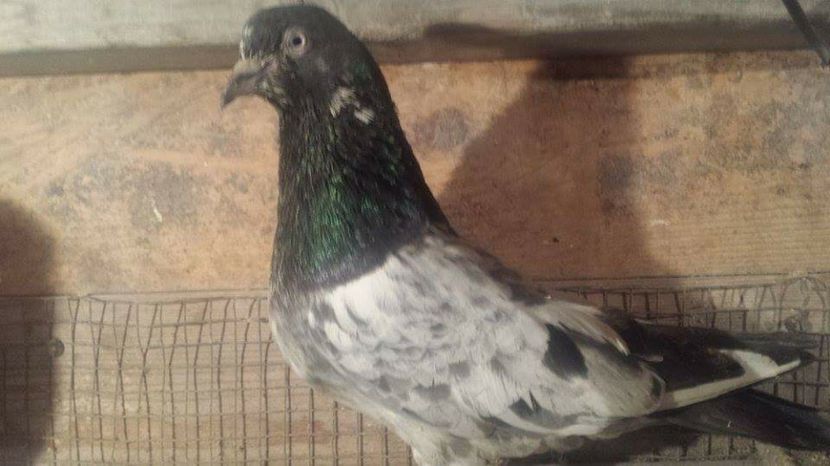 received_284757155276997 - tipleri pakistanezi